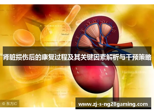 肾脏损伤后的康复过程及其关键因素解析与干预策略